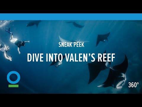 Sneak Peek: Dive into Valen's Reef (360 video) | Conservation International (CI)