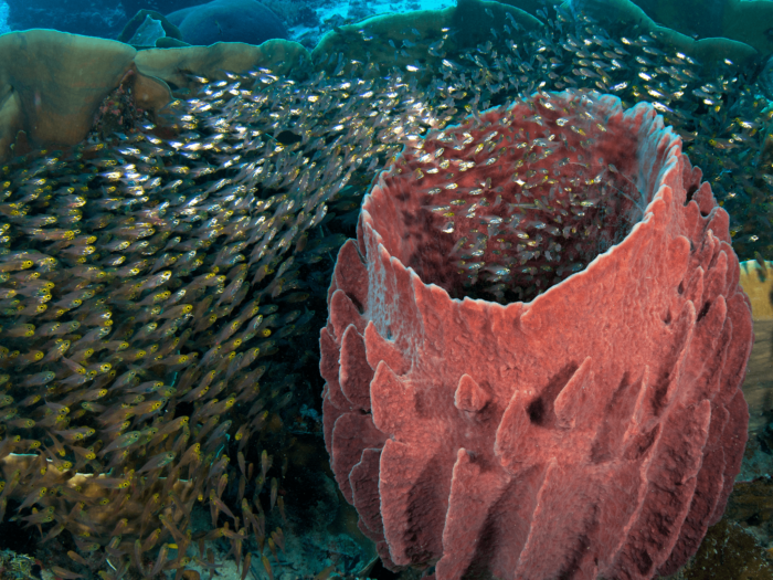 01-Barrel Sponge glass fish_photo Steve Rosenberg
