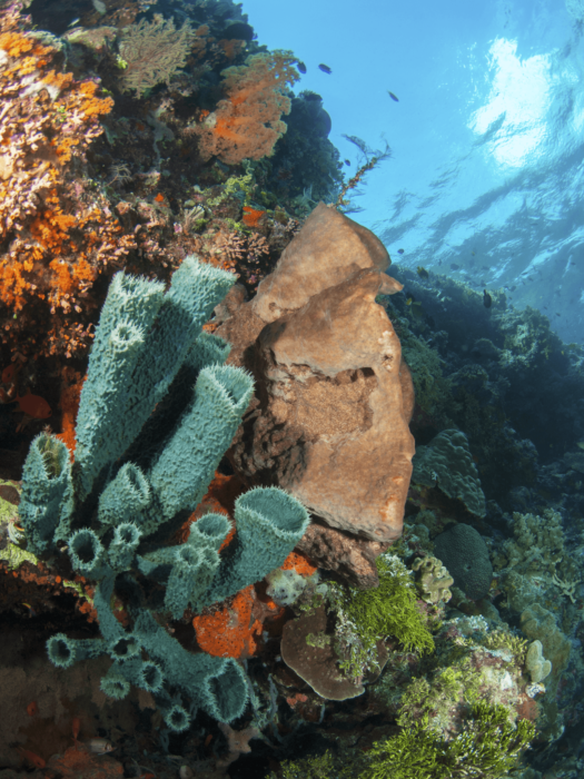 03-Sponges on reef_Pelagian_photo Richard Smith