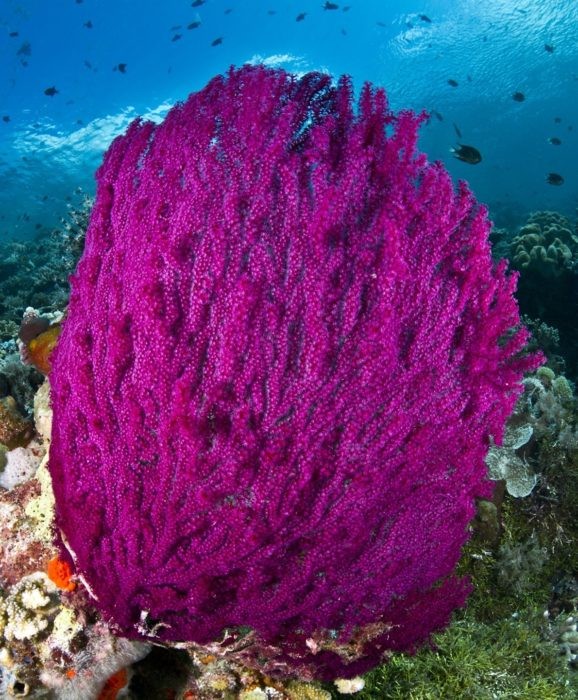 Wakatobi Purple Sea Fan
