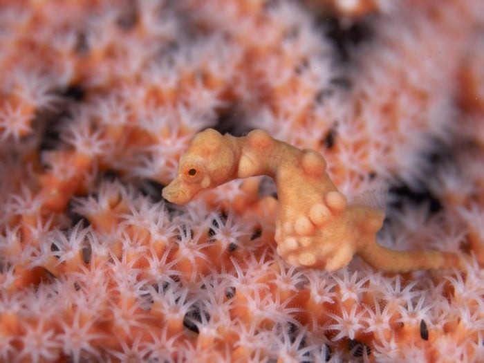 Pygmy Seahorse