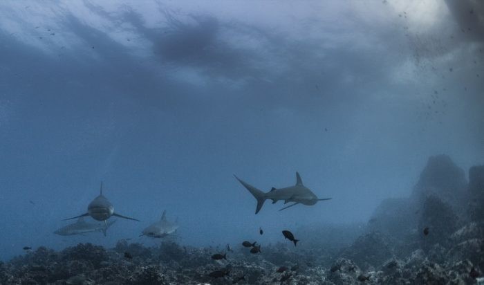 Galapagos sharks