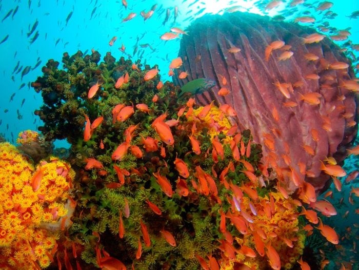 Anthias abound on Wakatobi Reef2_photo by Steve Miller