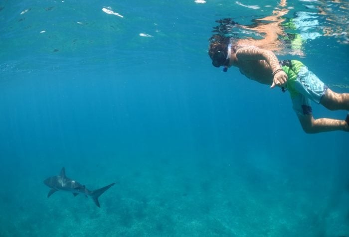 Shark boy diving with Caribbean reef sharks (Photo Credit: Duncan Brake)