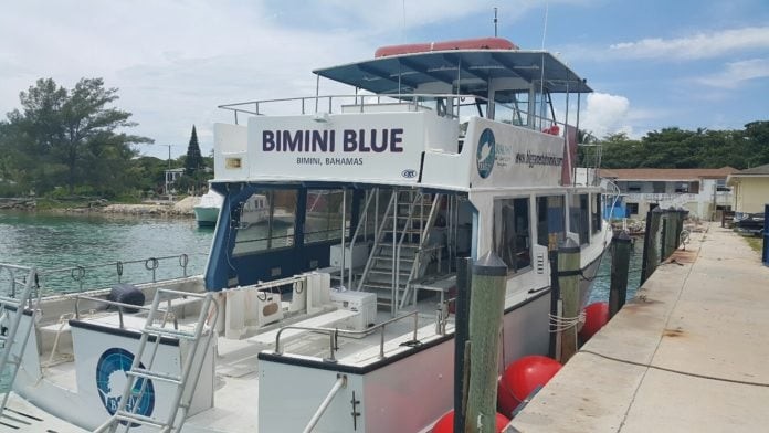 Bimini Big Game Club Resort To Host 'Great Hammerhead Weeks' Dive Encounters