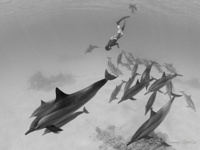 Go Freediving Dolphin & Freediving Liveaboard - Copyright Danny Spitz www.thrublue.co.uk