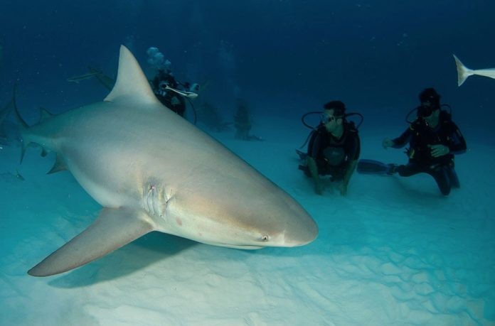 Bull Sharks with Pro Dive Mexico