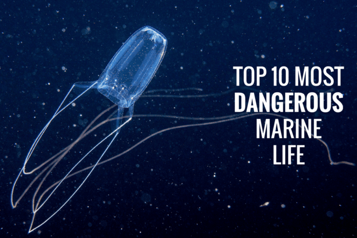 Top 10 Most Dangerous Marine Life