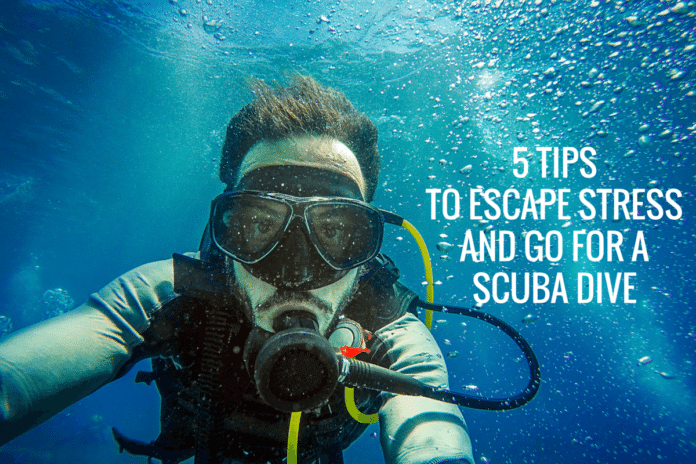 5 Tips to Escape Stress And Go For A SCUBA Dive