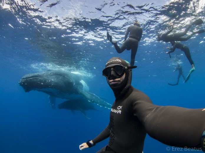 Freediving & Whale Encounters in collaboration with Alexey Molchanov © Erez Beatus