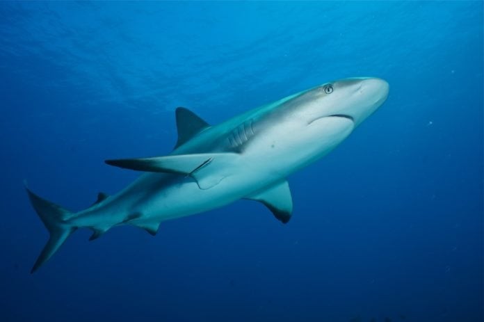 Sport Diver Bahamas Diving Bash - may include Sharks