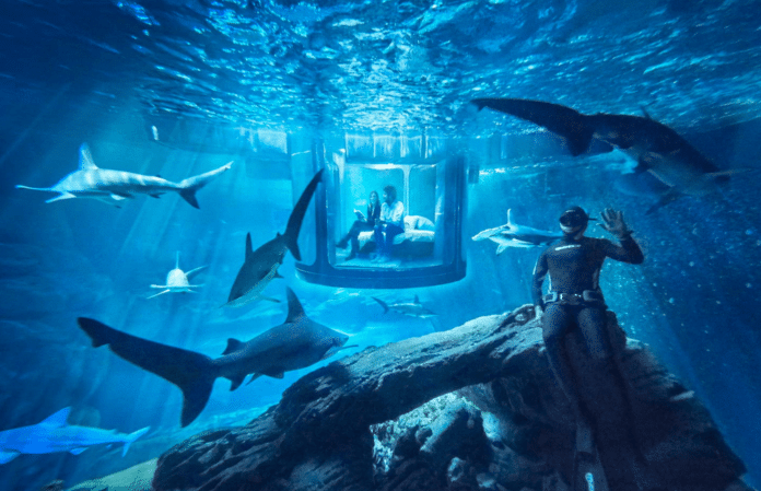 Airbnb is offering three lucky winners a chance to spend the night with sharks at the Paris Aquarium.