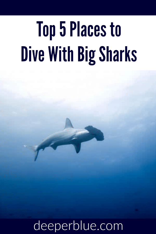 Top 5 Places to Dive with Big Sharks