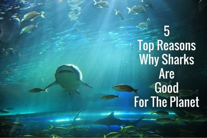 5 Top Reasons Why Sharks Are Good For The Planet