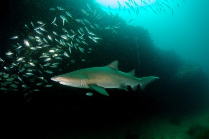 Gray Nurse Shark at Magic Point Sydney.  Photo by  Klaus Stiefel https://flic.kr/p/dFCLct