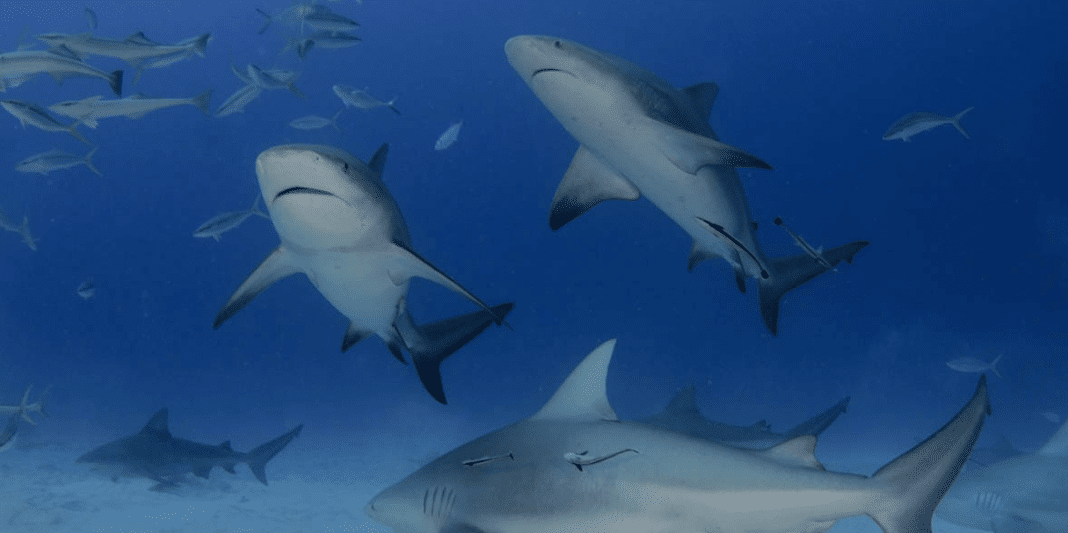 Pro Dive International Announces Second 'Shark School Riviera Maya' Experience