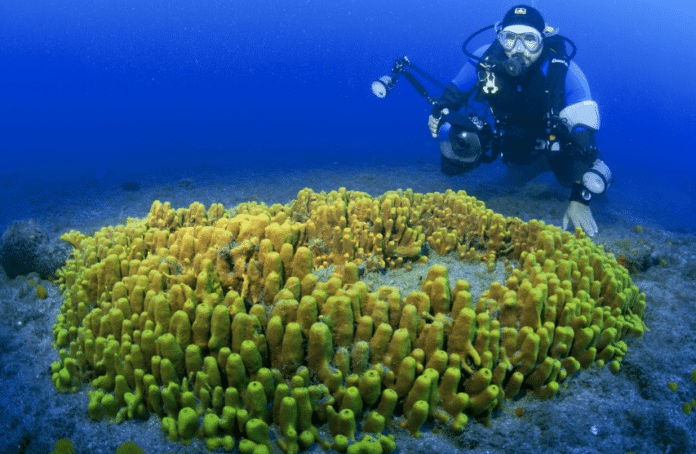 'Canary Islands Dive Photo Challenge' Underway