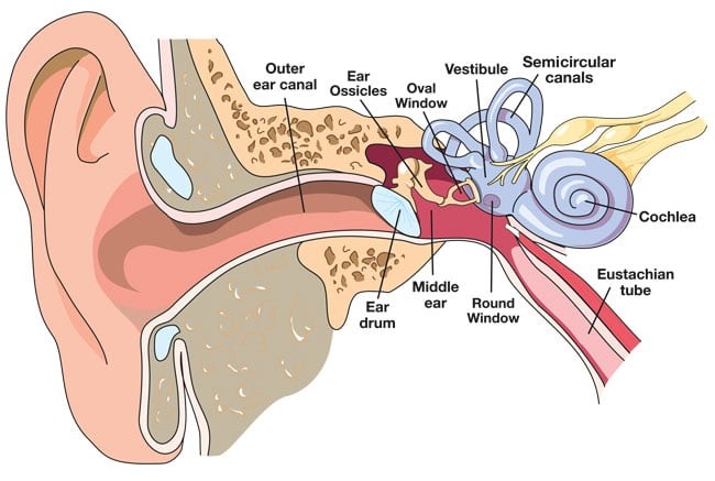Graphic of the Human Ear