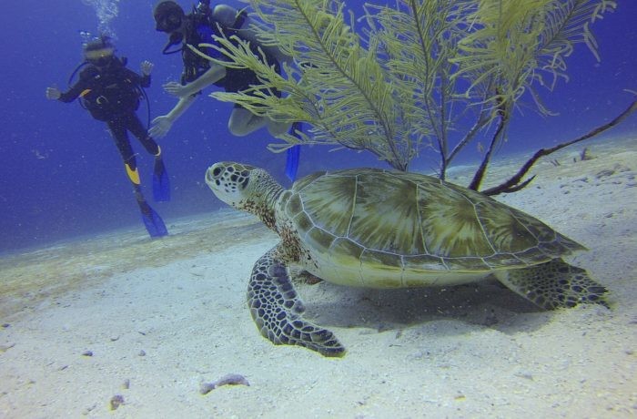 Scuba Diver With a Turtle