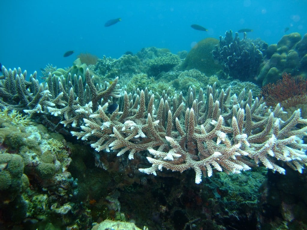 Staghorn Coral (with evidence of Coral reefs bleaching ) Philippines Photograph by SarahDepper