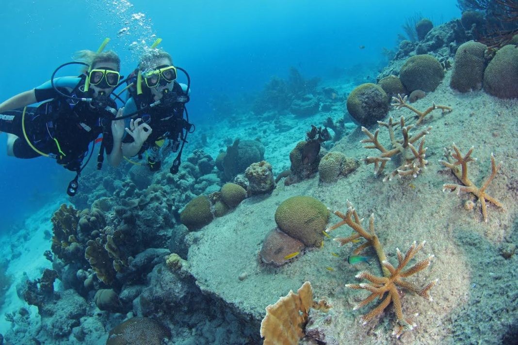 Curacao Coral Reef Restoration Effort Celebrates One-Year Anniversary