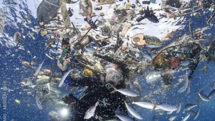 Mission Blue Organizing Online Petition To Protect The California Plastic Bag Ban