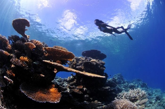 Freediving on Wakatobi Reefs