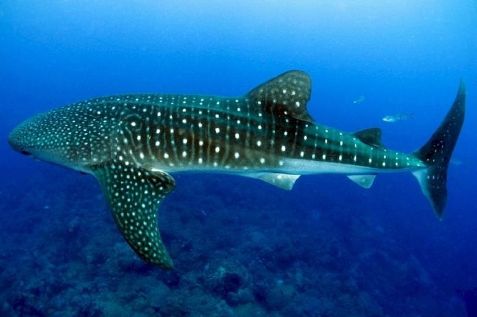 RAID International has launched a Whale Shark specialty course.