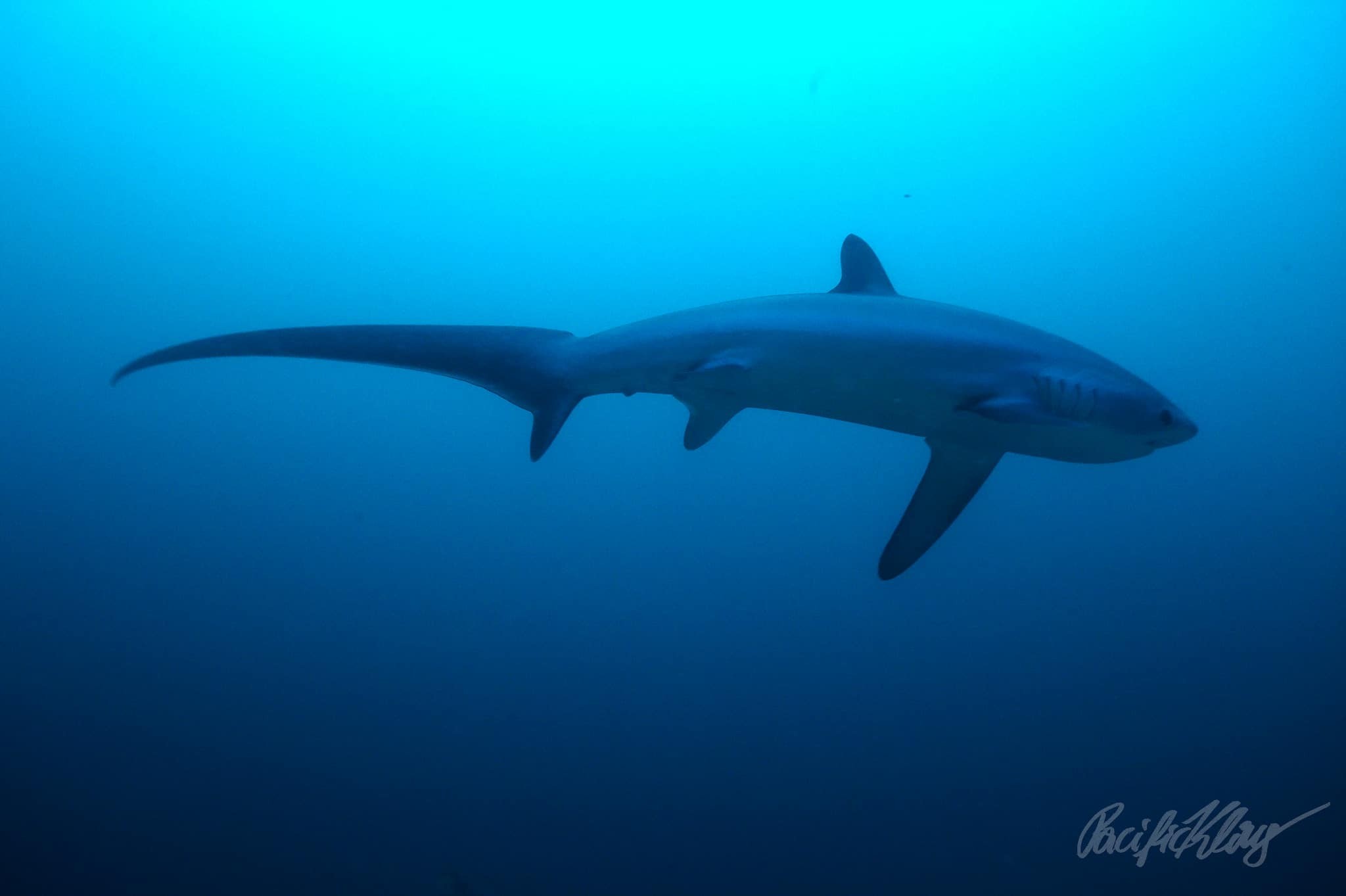 A thresher shark at Monad Shoal, Philippines. by Klaus Stiefel