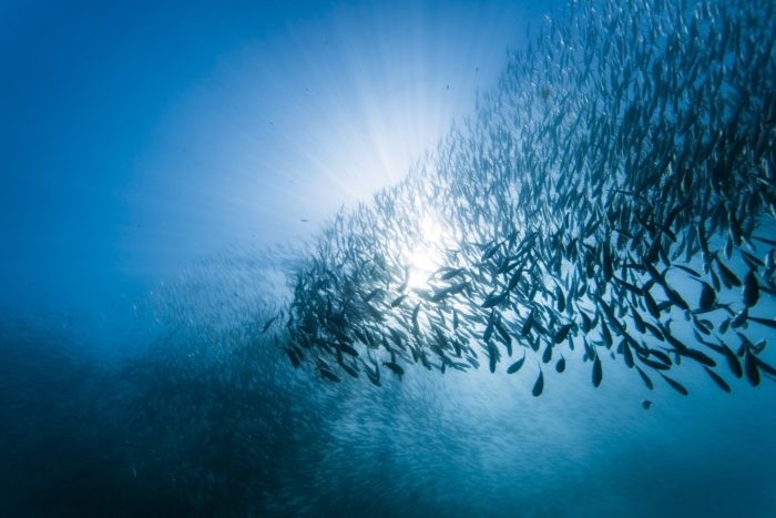 School of sardines under water