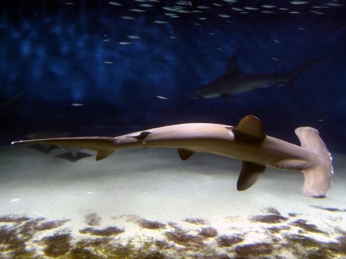 Hammerhead Shark, South Africa