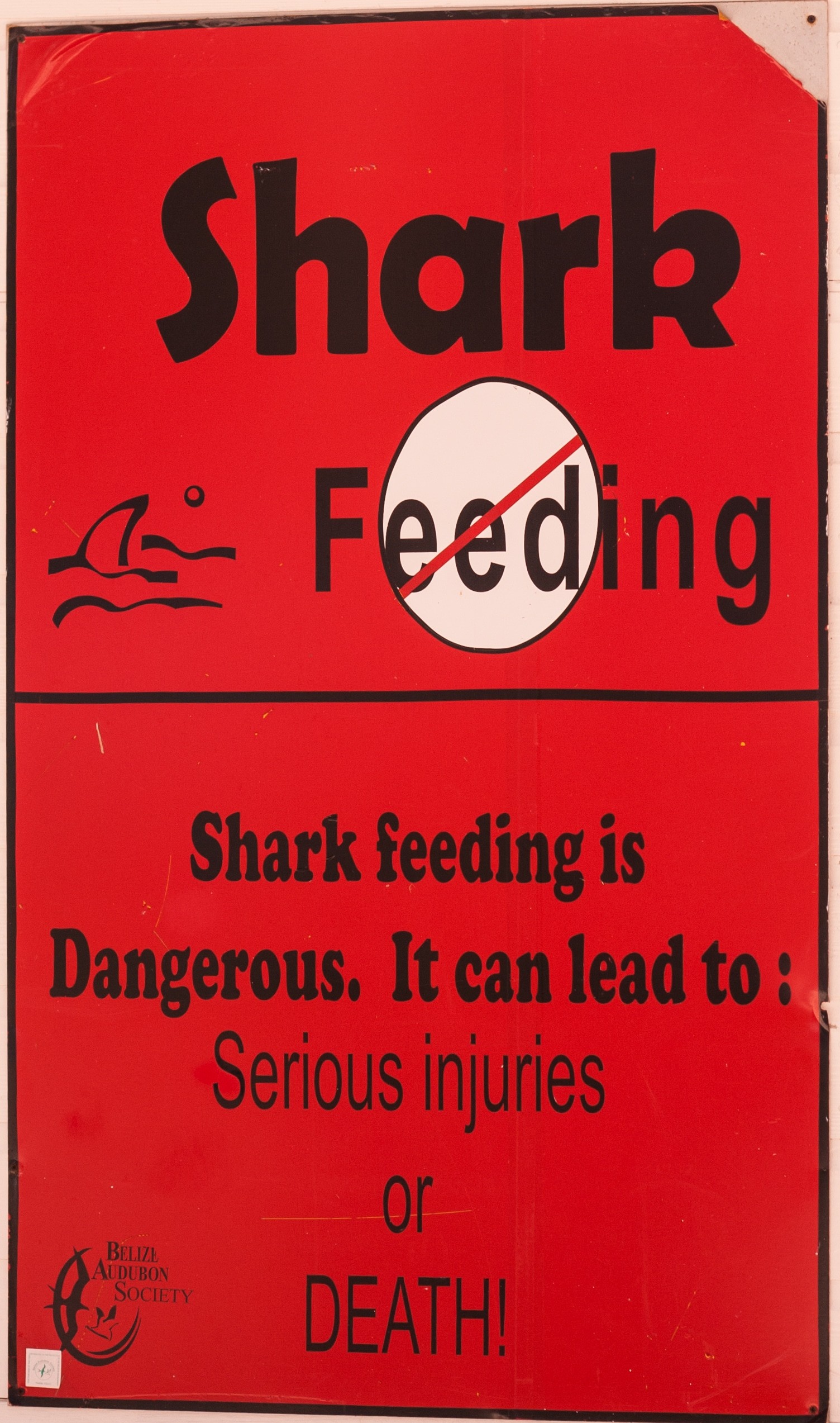 shark feeding dangers