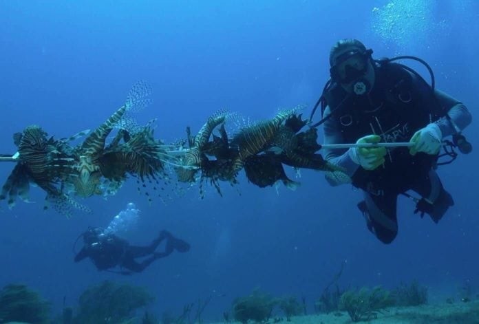 Guy Harvey Outpost Resorts Will Hold A Lionfish Derby During Its Cuba Trip