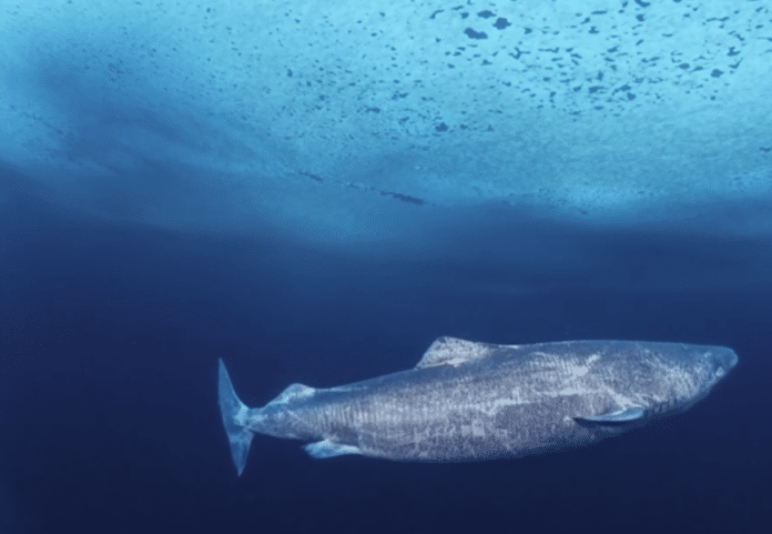 Greenland Sharks Can Live To Be Ridiculously Old