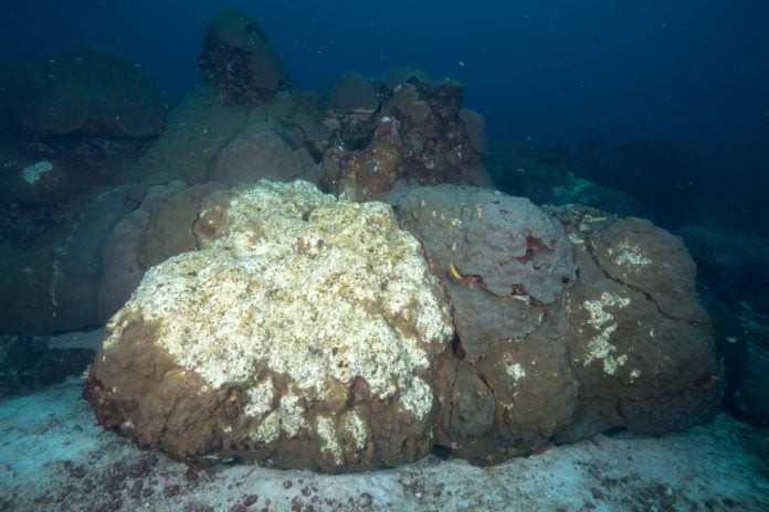 A dead coral in the East Flower Garden Bank. (Image credit: FGBNMS/G.P. Schmahl)