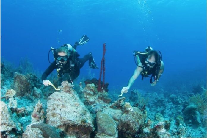 Volunteer Divers Prep Coral Fragments For Upcoming Hot Date