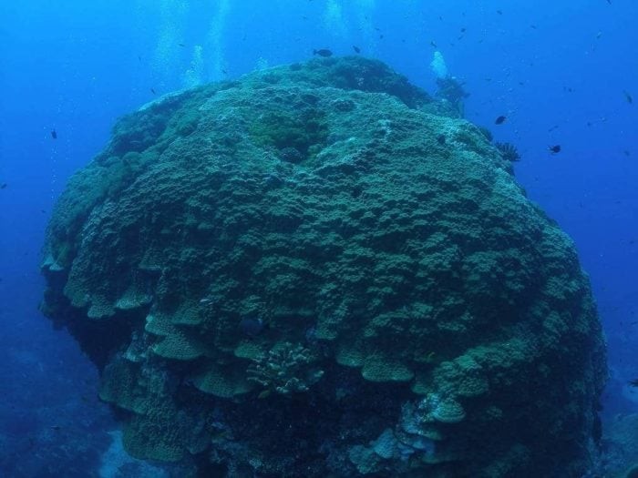 'Big Mushroom' Coral Off Taiwanese Coast Toppled By Typhoon