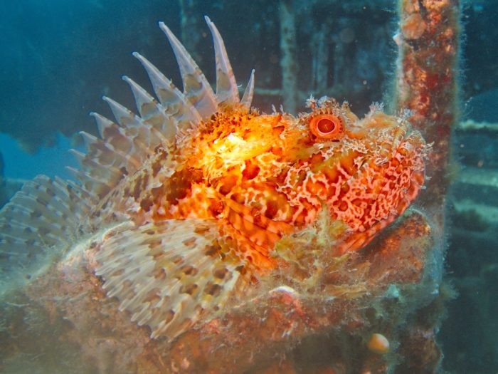 Amazing creatures you can see whilst diving in Malta