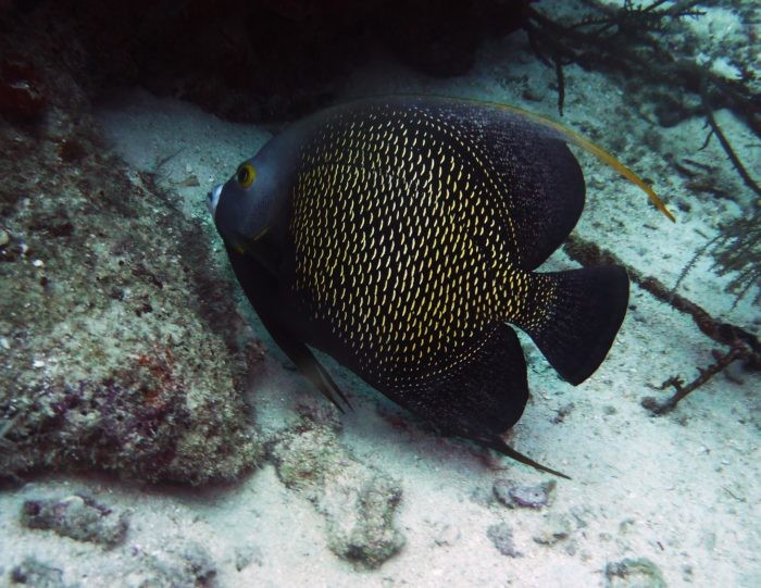 Plenty of Angelfish can be found at Flying Reef. 