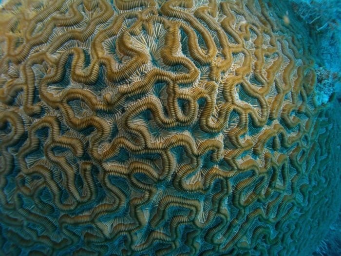 Keleston Drain is home to the largest Brain Coral in the world.