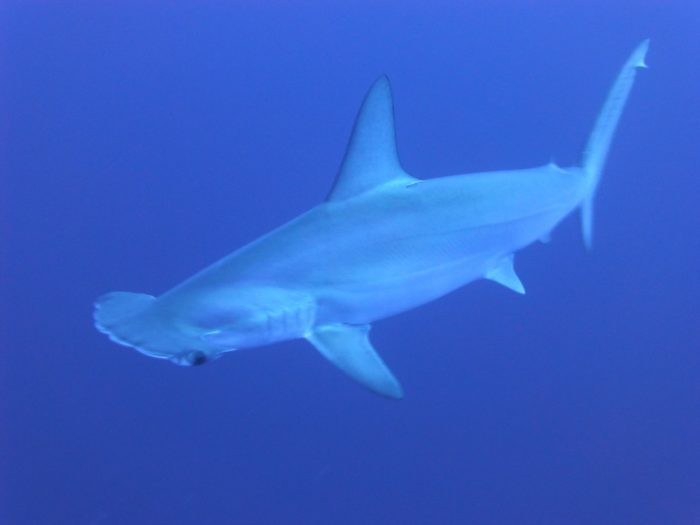 Due to the depth and distance from land, The Sisters dive site is home to Hammerhead Sharks.