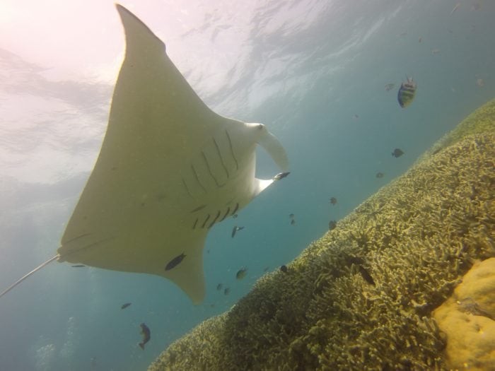 Majestic Manta Rays are found throughout the year at the Mi’il Channel in Yap