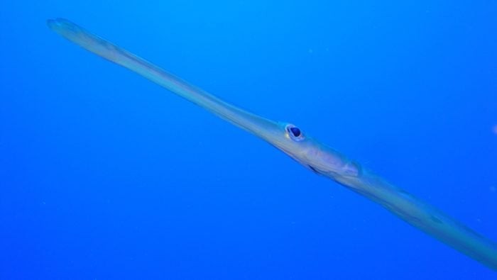 Trumpet Fish can be found around Kariwak Reef in Tobago.