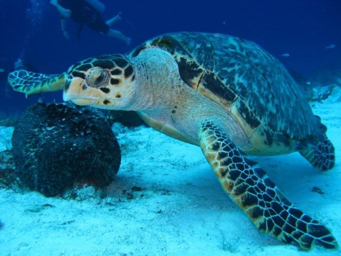 You'll find a number of turtles around the MV Maverick Wreck.