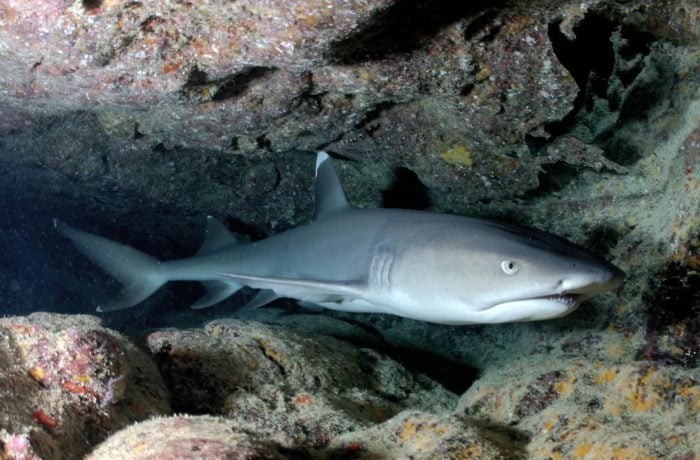 You'll find plenty of White Tip Reef Sharks at the Blue Hole in Guam