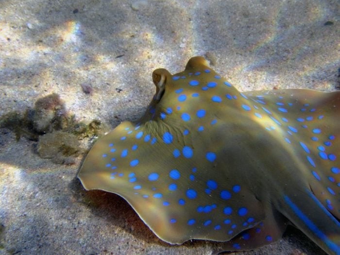 The Four Brothers Dive Site is home to a number of Blue Spotted Rays.