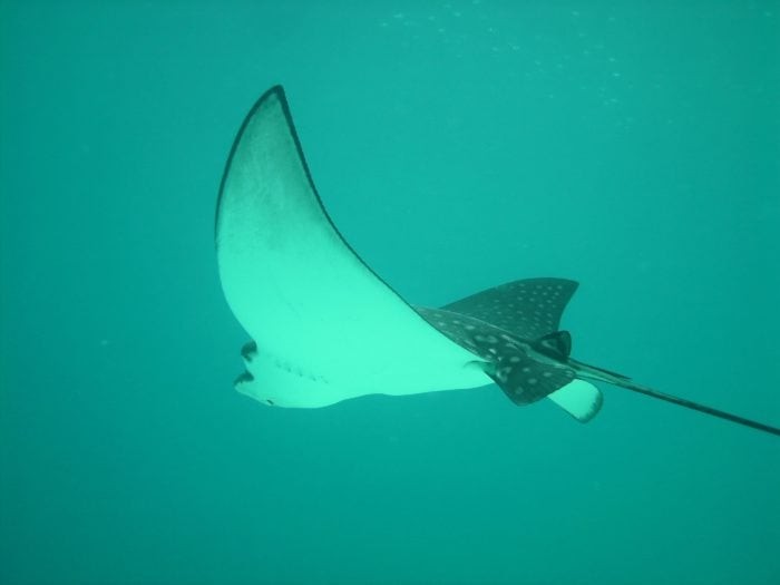Majestic Eagle Rays can be found gliding above divers at the sites surrounding French Cay.