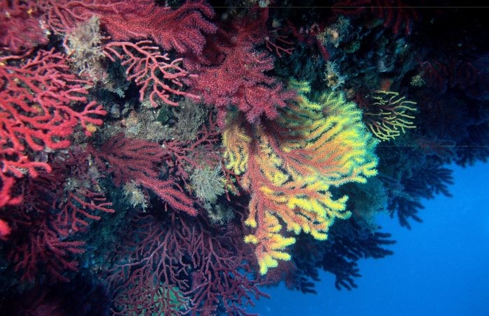 Gorgonian Sea Fans are so colorful and a Gorgonian Forest is just beyond all expectation. 