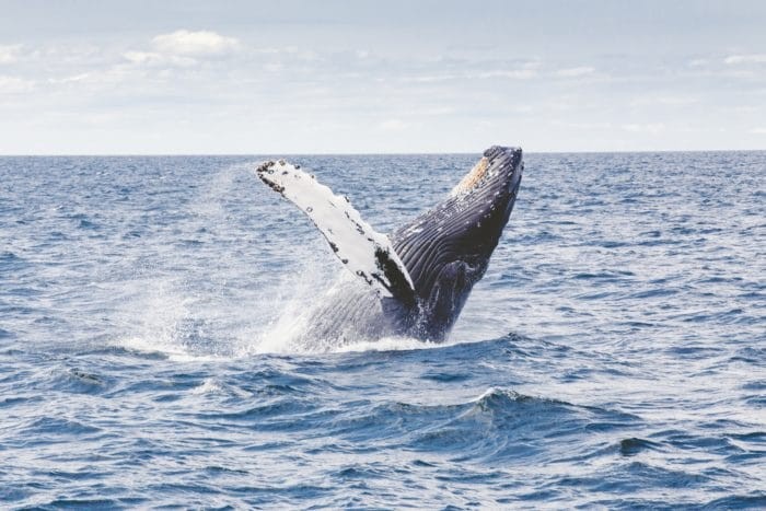Migrating Humpback Whales pass through the Columbus Passage during the winter months.