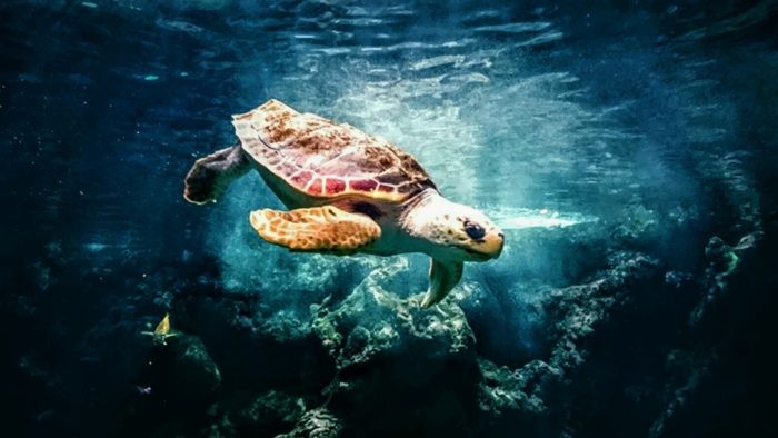You'll find 5 out of the 7 marine turtle species in the waters surrounding Madagascar. 